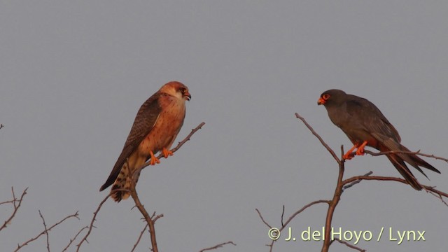 Red-footed Falcon - ML201515741