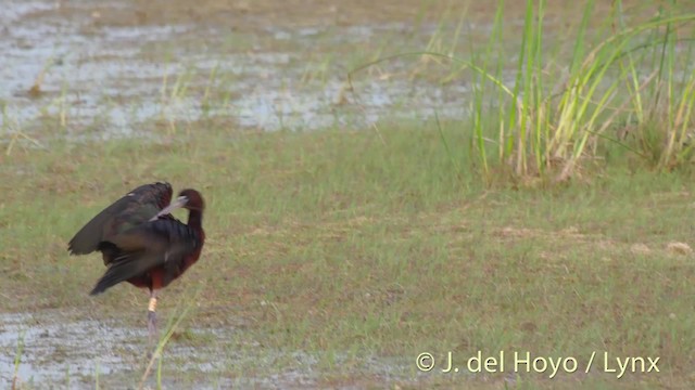 ibis hnědý - ML201515881