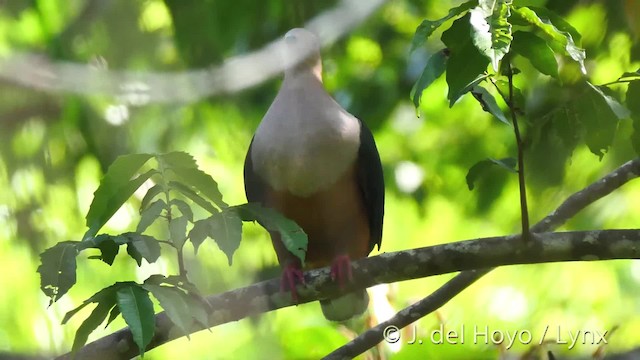 Cinnamon-bellied Imperial-Pigeon (Golden-naped) - ML201515981