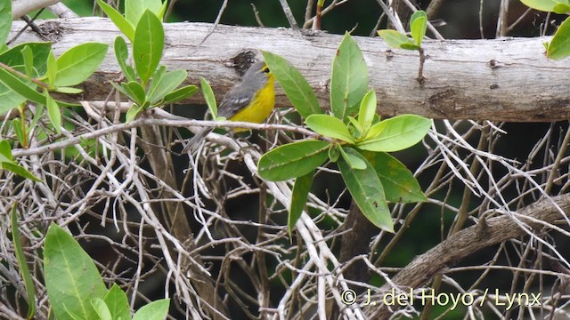 Barbuda Warbler - ML201516111
