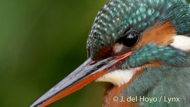 Common Kingfisher (Common) - ML201516181