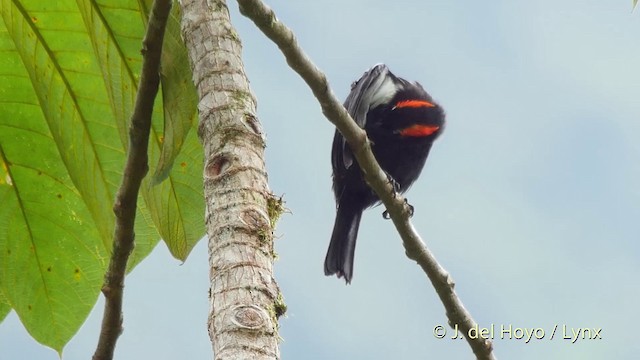 Scarlet-browed Tanager - ML201516281