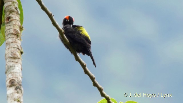 Scarlet-browed Tanager - ML201516291