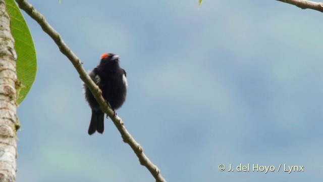 Scarlet-browed Tanager - ML201516301