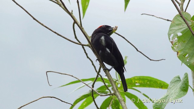 Scarlet-browed Tanager - ML201516311