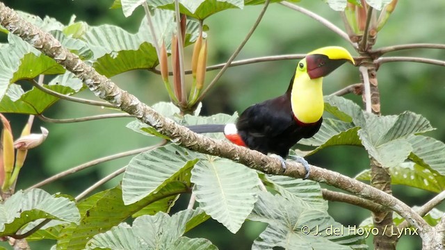 Yellow-throated Toucan (Chestnut-mandibled) - ML201516581