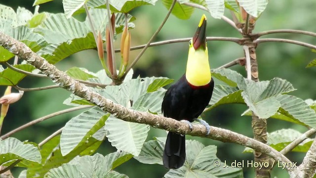 Toucan tocard (swainsonii) - ML201516591