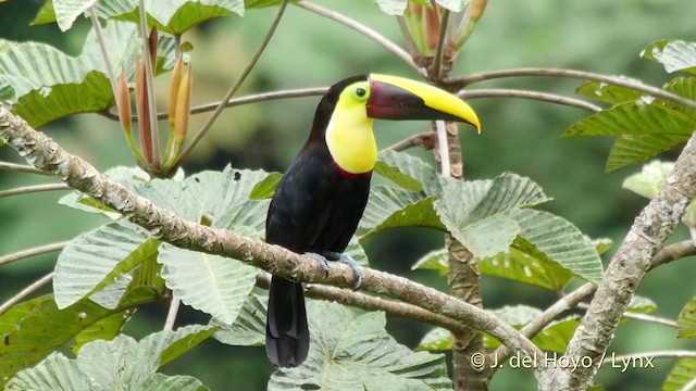 Toucan tocard (swainsonii) - ML201516601