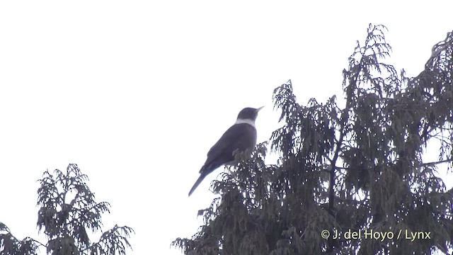 White-collared Blackbird - ML201516691