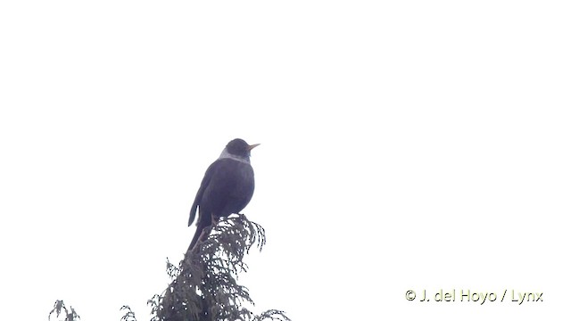 White-collared Blackbird - ML201516701