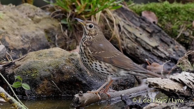 Song Thrush - ML201516871