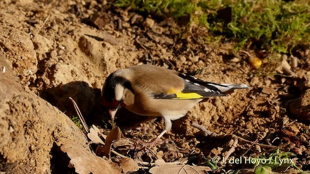 European Goldfinch (European) - ML201516901