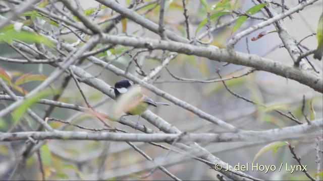 Green-backed Tit - ML201517001