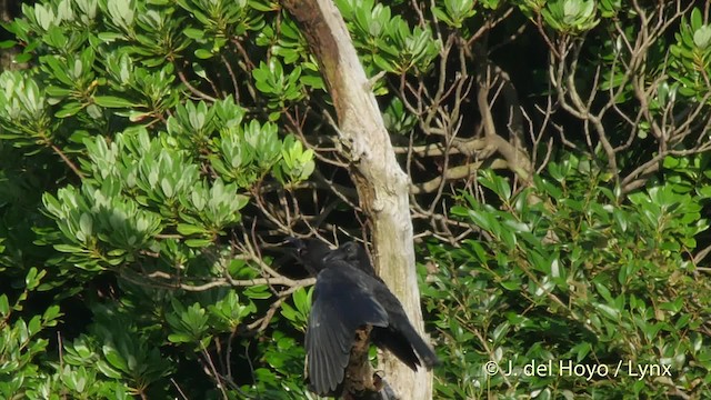 Large-billed Crow (Large-billed) - ML201517241