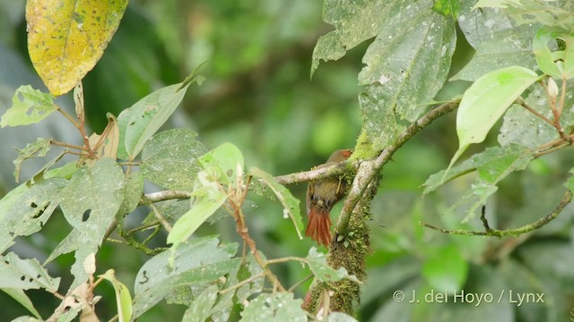 Red-faced Spinetail - ML201517291