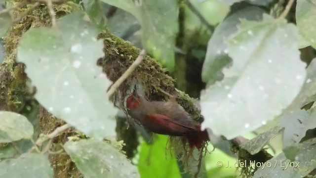 Red-faced Spinetail - ML201517301
