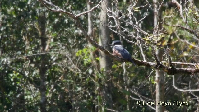 Belted Kingfisher - ML201517401