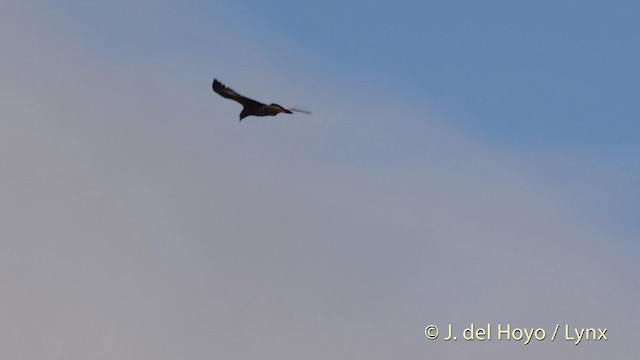 Spanish Eagle - ML201517591