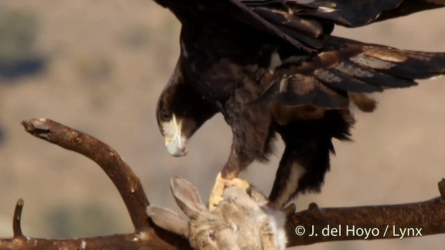 Diet and Foraging - Spanish Eagle - Aquila adalberti - Birds of the World