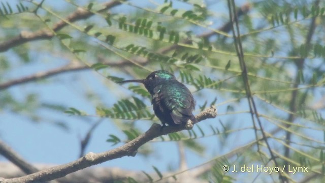 kolibřík safírovohrdlý - ML201517731