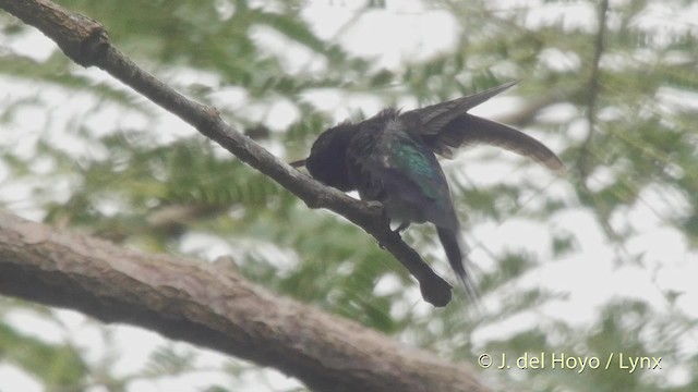 Sapphire-throated Hummingbird - ML201517761