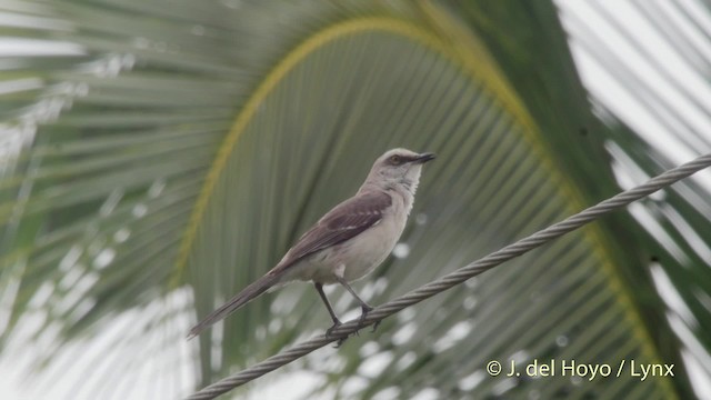 Tropical Mockingbird (Southern) - ML201517771