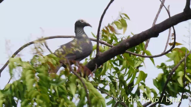 Pigeon à couronne blanche - ML201517791