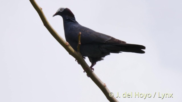 White-crowned Pigeon - ML201517801