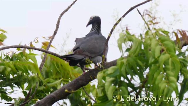 Pigeon à couronne blanche - ML201517811