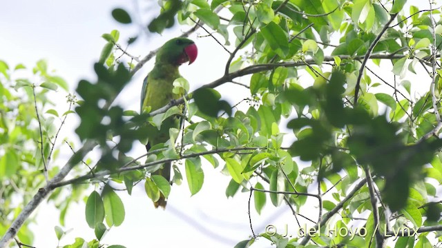 Great-billed Parrot - ML201517841