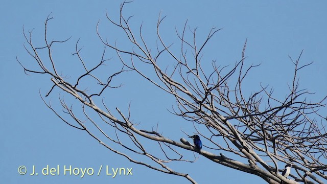 Blue-and-white Kingfisher - ML201517911