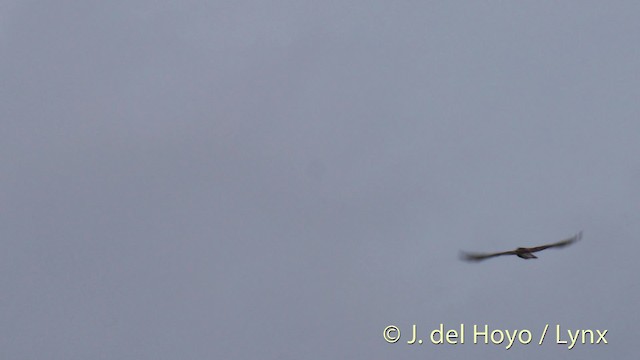 Broad-winged Hawk (Caribbean) - ML201517961