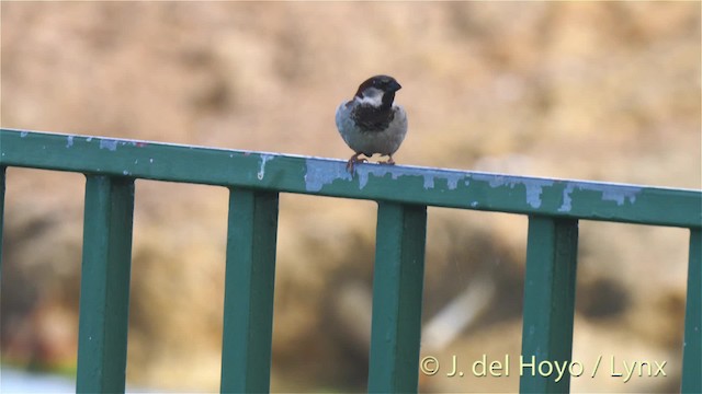 House Sparrow - ML201518121
