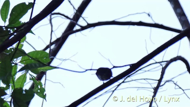 Turquoise Flycatcher - ML201518331