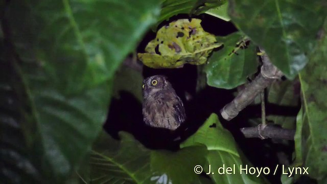 Moluccan Scops-Owl (Moluccan) - ML201518351