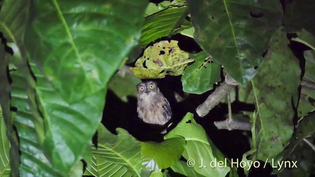 Moluccan Scops-Owl (Moluccan) - ML201518361