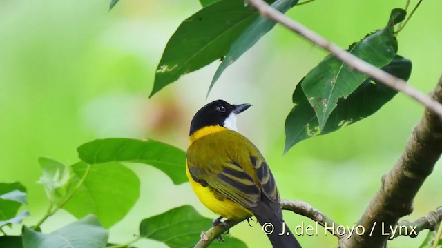  - Black-chinned Whistler