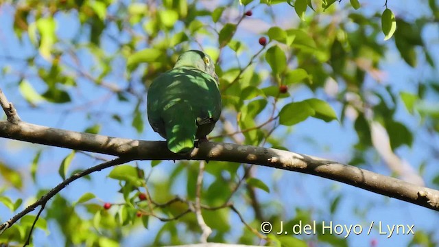 Black-naped Fruit-Dove - ML201518391