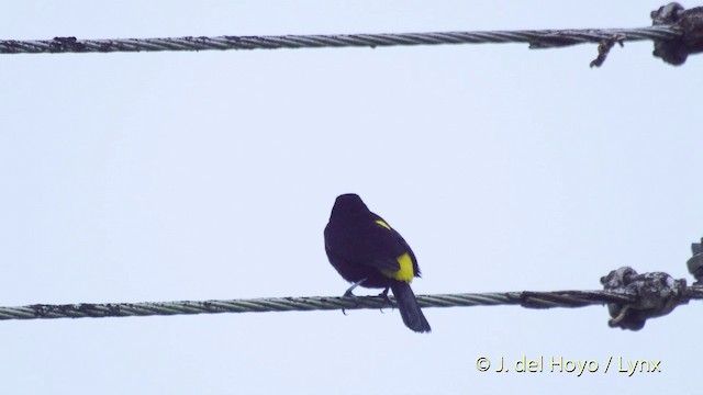 Flame-rumped Tanager (Lemon-rumped) - ML201518461