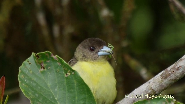 Flame-rumped Tanager (Lemon-rumped) - ML201518471