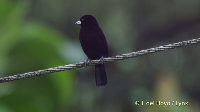 Flame-rumped Tanager (Lemon-rumped) - ML201518481