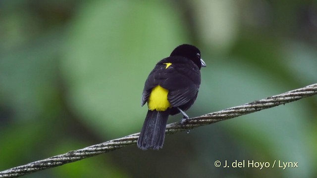 Flame-rumped Tanager (Lemon-rumped) - ML201518491