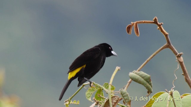 Flame-rumped Tanager (Lemon-rumped) - ML201518501