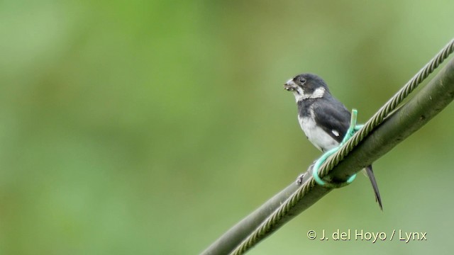 Variable Seedeater (Variable) - ML201518541