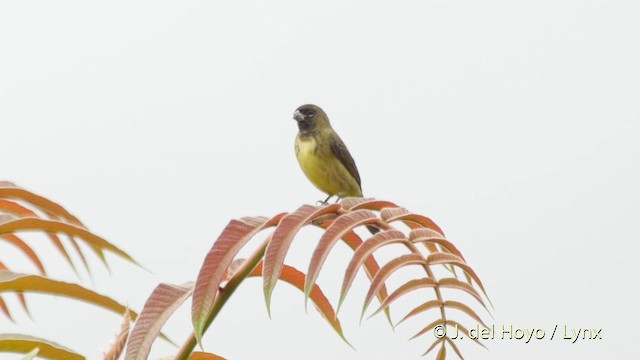 Yellow-bellied Seedeater - ML201518551