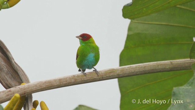 Rufous-winged Tanager - ML201518571