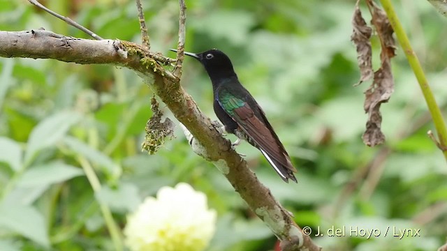 kolibřík hyacintový - ML201518791