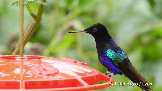 kolibřík hyacintový - ML201518801