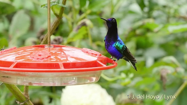 kolibřík hyacintový - ML201518811