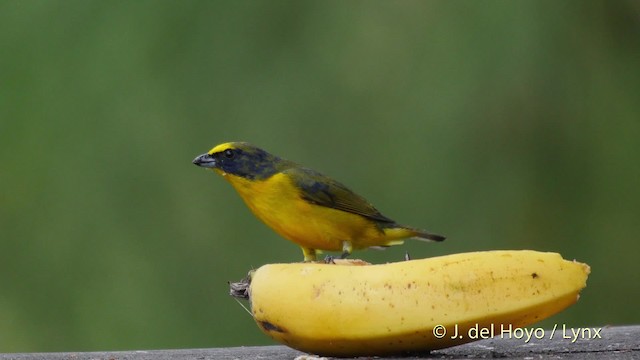 Thick-billed Euphonia (Black-tailed) - ML201518871